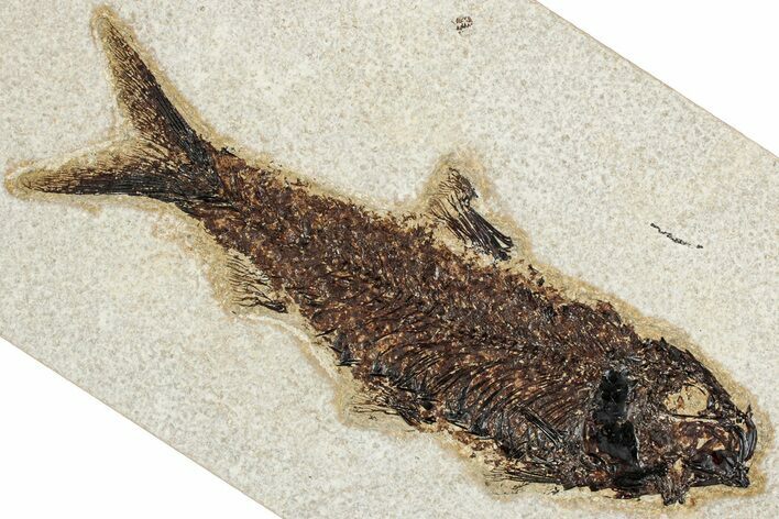 Detailed Fossil Fish (Knightia) - Wyoming #349272